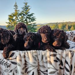 Brown boy - Poodle puppy from Coplar Creek Standard Poodles