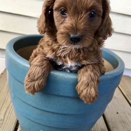 Cavapoo Puppies from Painter Cavapoos