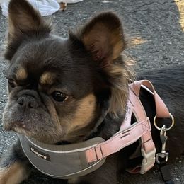 Roo - French Bulldog