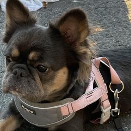 Roo - French Bulldog