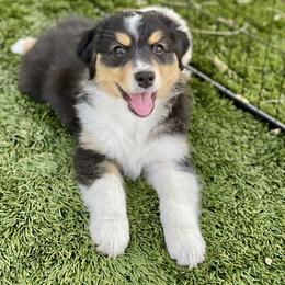 Tulip - Black tri-color female Australian Shepherd puppy in Salinas, California from AA Aussies