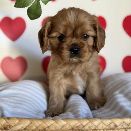 Chewbacca - Ruby male Cavalier King Charles Spaniel puppy in Fontana, California from Magical Cavaliers