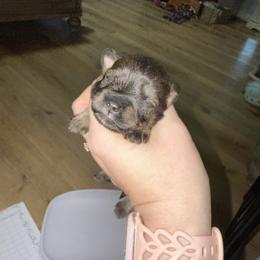 Red Collar - Sable male Schnoodle puppy in Winchester, Tennessee from Mahaffey’s Doodles