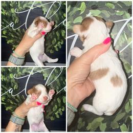Hershey - Parti male Yorkshire Terrier puppy in Cleveland, Tennessee from Moody’s Morkies and More