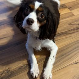 Thyme - Cavalier King Charles Spaniel