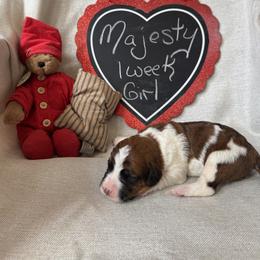 Majesty - Mahogany and white female Saint Berdoodle puppy in Traverse City, Michigan from Bare Paws Saint Berdoodles