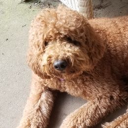 Ellie - Goldendoodle