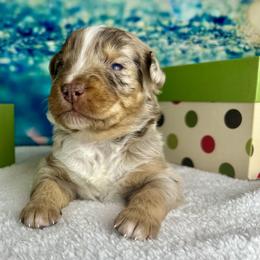 Titan - Red merle male Australian Shepherd puppy in West Union, Iowa from Boundless Hearts Australian Shepherds LLC