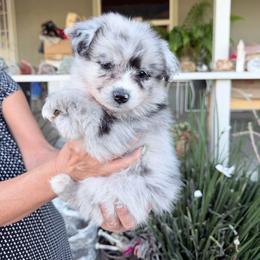Kona - Blue merle female Miniature Australian Shepherd puppy in Oroville, California from Puppy Love Ranch Mini Aussies
