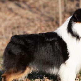 Australian Shepherds from Shockwave Australian Shepherds