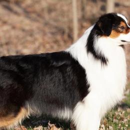 Australian Shepherds from Shockwave Australian Shepherds