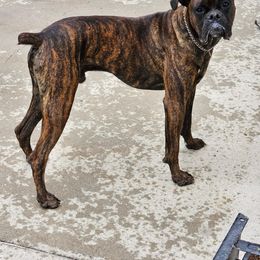 Boxer All Grown Up from Sunshine Boxers 95988