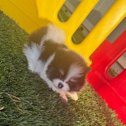 Pooh - Black and tan parti male Pomeranian puppy in Tucson, Arizona from Pomutopia