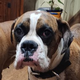 Zoey - Boxer