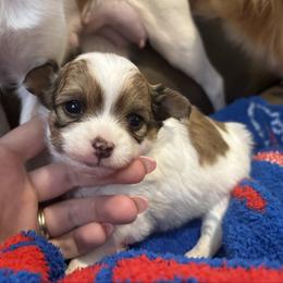 Rosie - Red and white female Chihuahua puppy in East Syracuse, New York from Blissful’s Chihuahuas