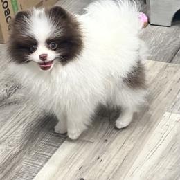 Max - Chocolate parti male Pomeranian puppy in Wagner, South Dakota from Lisas Pomeranians