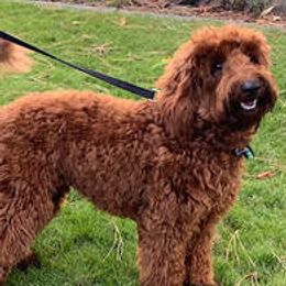 Australian Labradoodles from Aspen Grove Labradoodles