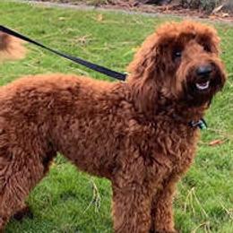Australian Labradoodles from Aspen Grove Labradoodles
