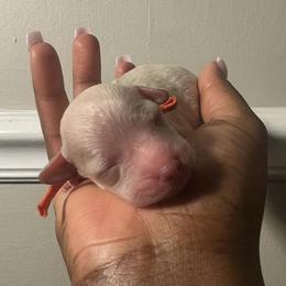 Poodle Puppies from J'Adore Doodles