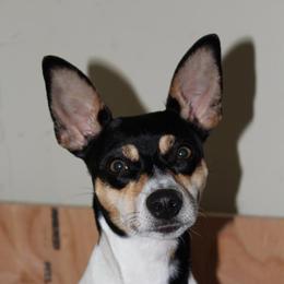 Charlie - Rat Terrier