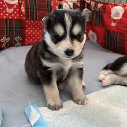 Thor - Black and white male Pomsky puppy in Fuquay Varina, North Carolina from Raleigh Mini Pomskies