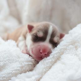 Ember - Sable and white female Siberian Husky puppy in Bly, Oregon from Hill Top Huskies