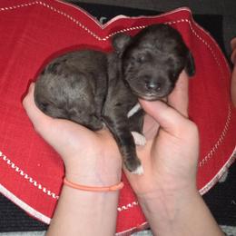 Sally - Blue merle female Aussiedoodle puppy in Cumberland, Rhode Island from W Doodle Crew