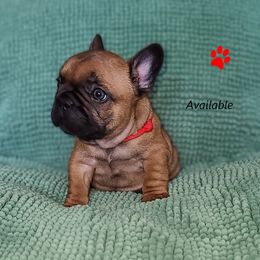 French Bulldog Puppies from Janet's Frenchies