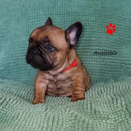 French Bulldog Puppies from Janet's Frenchies