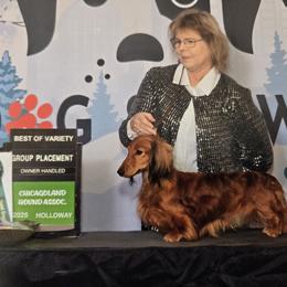 Kristoff - Dachshund