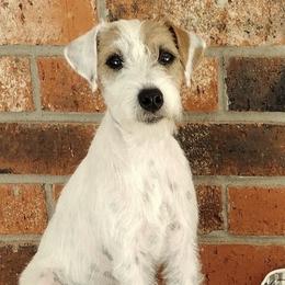 Parson Russell Terriers from Starlight Kennels