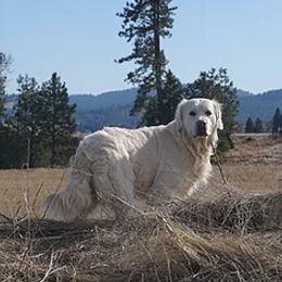 Roman  - Golden Retriever