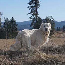 Roman  - Golden Retriever