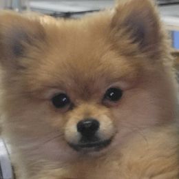 Pomeranians from Pomma Momma Pomeranians