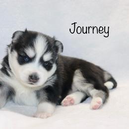 Journey - Black and white female Pomsky puppy in Denham Springs, Louisiana from Bayouland Pomskies