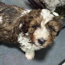 Cowboy - Brown and white male Bernedoodle puppy in Petersburg, Michigan from Brittany’s Mini Bernedoodles
