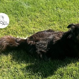 Isla - Australian Shepherd