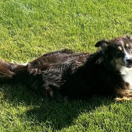 Isla - Australian Shepherd