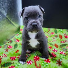 Allspice - Blue female Staffordshire Bull Terrier puppy in Dallas, Texas from Wild Blue Staffords
