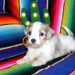 Chloe mini aussiedoodle - Aussiedoodle puppy from Lazy S Aussies