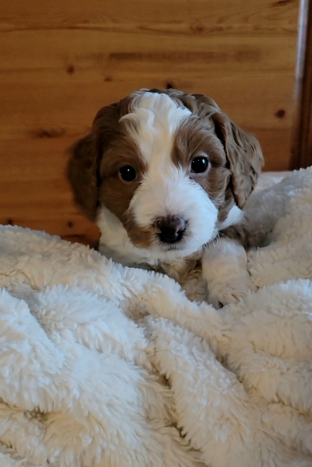 Mater - Bernedoodle puppy in Centerville, Utah from Reid Wasatch Doodles