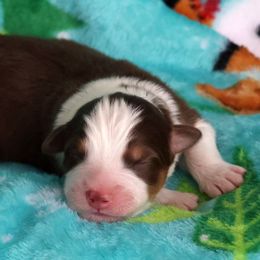 Mojito - Red tri-color male Australian Shepherd puppy in Springville, New York from RisingStar Australian Shepherds