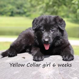 3rd Pick female - Black female German Shepherd puppy in Elkmont, Alabama from Oakmont Shepherds
