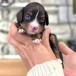 Rosalie - Chocolate female Cavapoo puppy in Dothan, Alabama from Farquharson's Poodles&Doodles