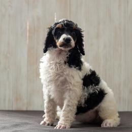 Crystal - Parti female Poodle puppy in Fairfield, Illinois from Positively Doodles
