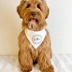 Dolly - Australian Labradoodle