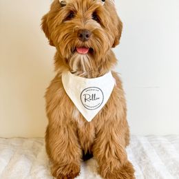 Dolly - Australian Labradoodle