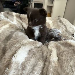 Chihuahua Puppies from Dreamy Divine Chihuahuas