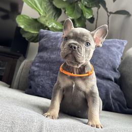 Orange - Tricolors male French Bulldog puppy in Bolingbrook, Illinois from Yara the Frenchie
