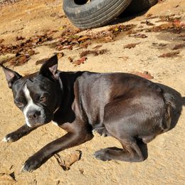 Tripp - Boston Terrier